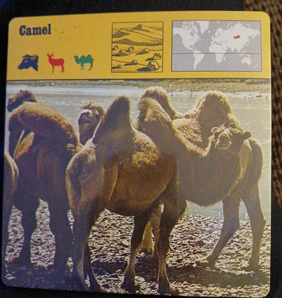 Animal Flash Cards (1976)
