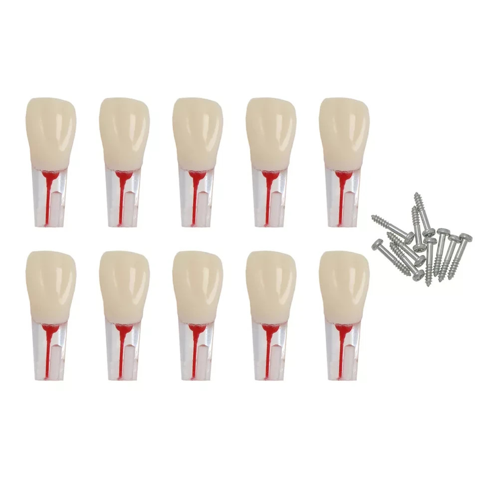 Dental Model #8006 Endo Root Canal Teeth Model Study RCT Practice Typodont