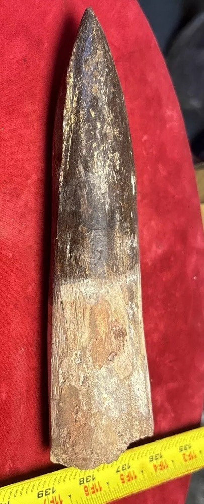 Extra Large Spinosaurus tooth, total 7 3/4 Inches , from Morocco