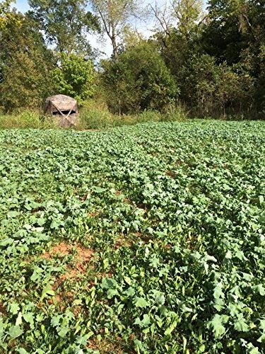 EVOLVED HARVEST 7 Card Stud Adaptive Food Plot 10 Pound (Pack of 1), Multi