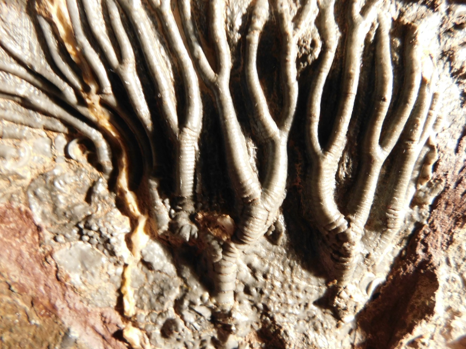 wOw! BIG! 430 Million Year Old! CRINOID Fossil or Sea LILY Fossil Morocco 1144gr