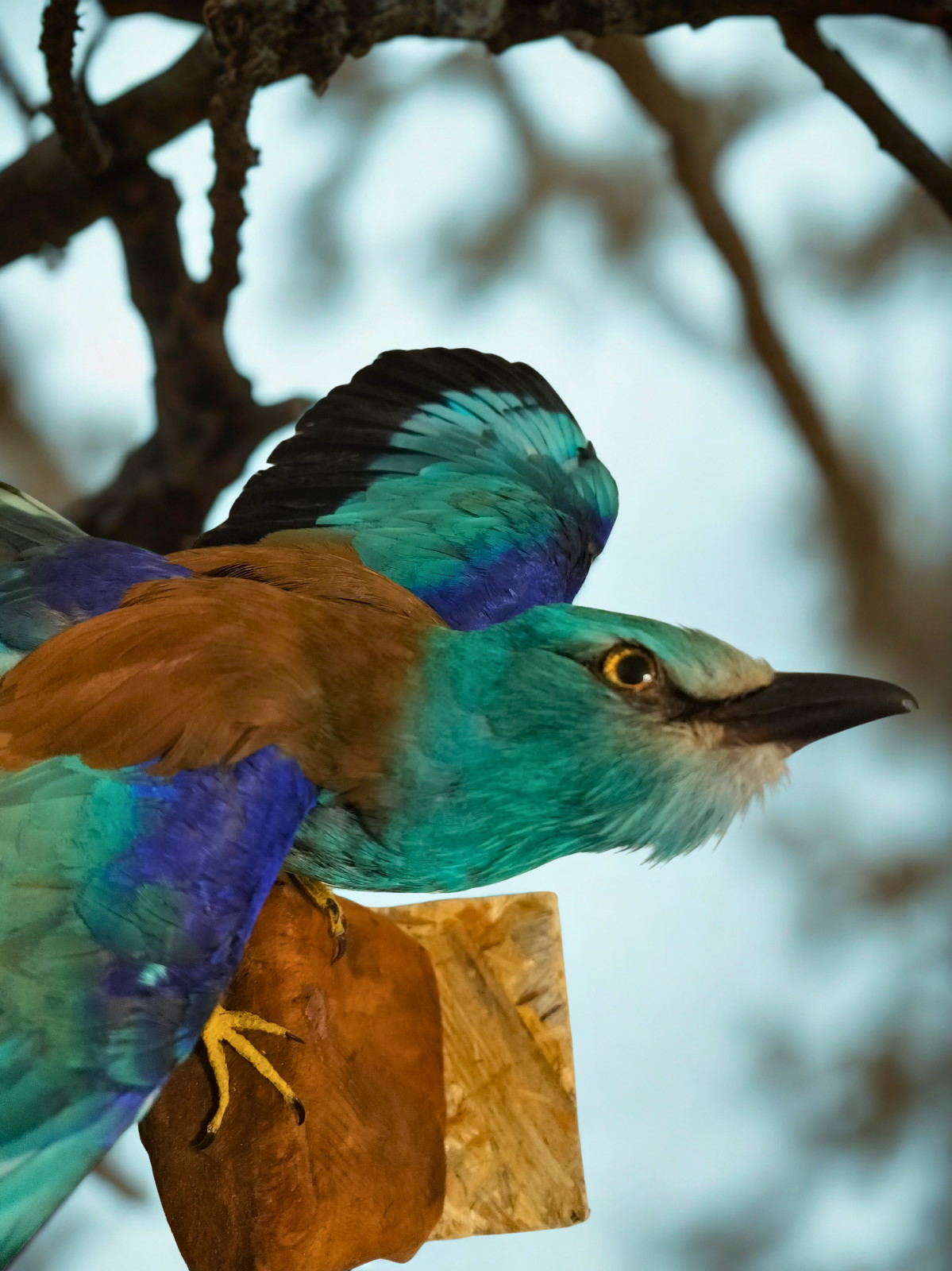 real bird taxidermy wall mount 2025