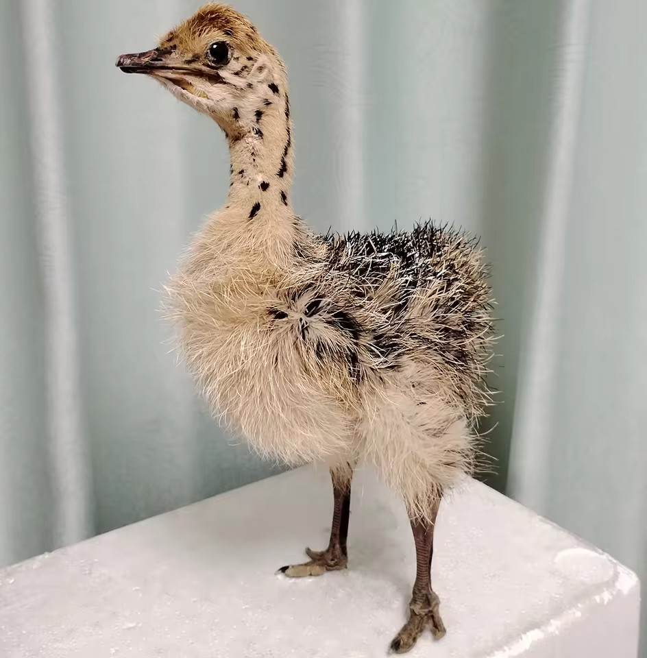 Taxidermy Baby Ostrich Stuffed Collectors Poultry Rare