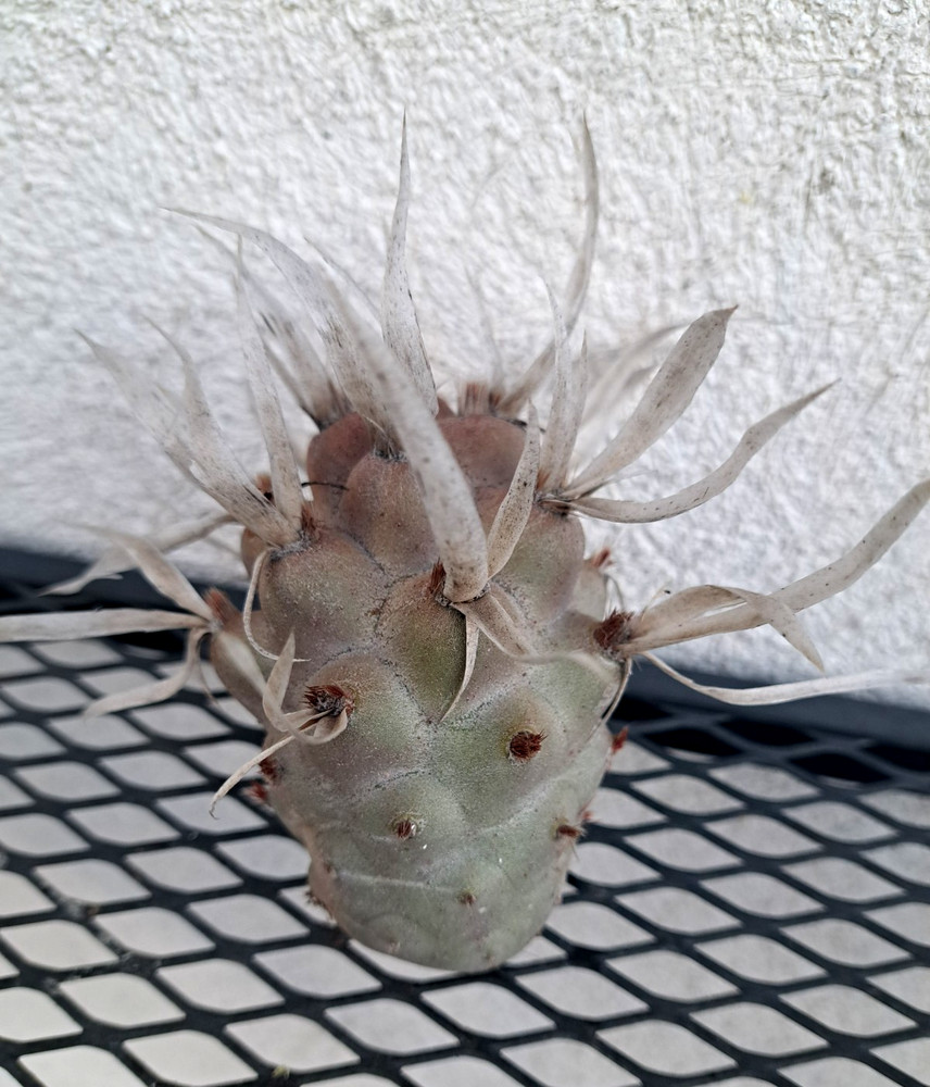 Giant Theprocactus Glomerata Cactus Cutting ^426