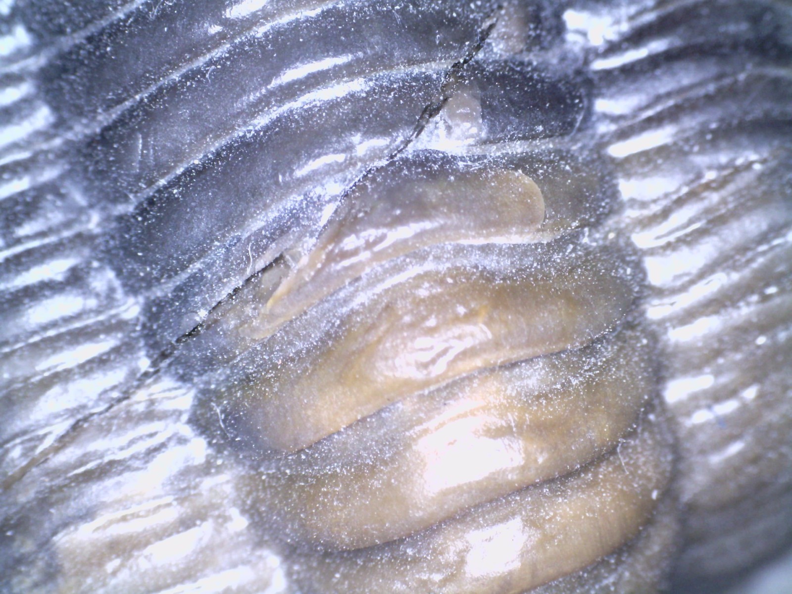 GEM Rare Pre Dinosaur Fossil TRILOBITE DIADEMAPROETUS ANTATLASIUS 1.5 INCHES!