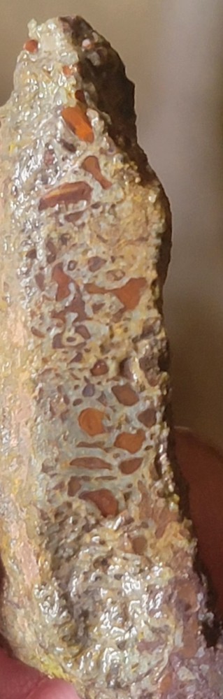 2.06 Lbs Agitized Dino Bone Smalls