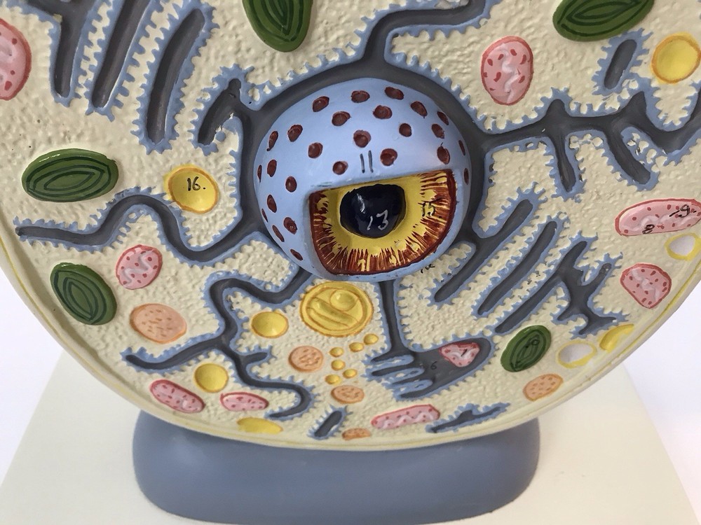 Eisco Labs Plant Cell Model Electron Microscope Structure Science Display Class