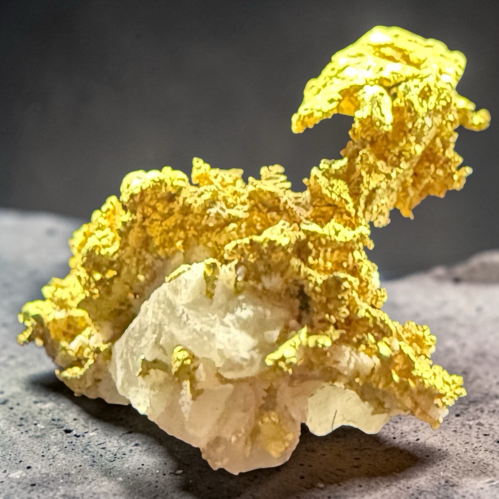 .540 GRAMS GRASS VALLEY NEVADA CRYSTALLIZED GOLD QUARTZ SPECIMEN "SWAN" #GQ540