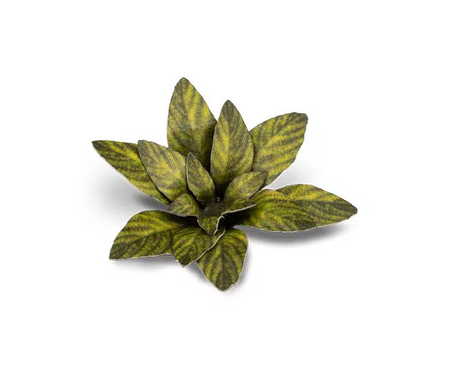 Gamers Grass: Laser Plants - Dumb Cane