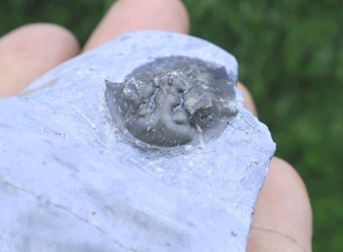 Rare Trilobite Scabriscutellum Trilobite Fossil Devonian Trilobite From Morocco