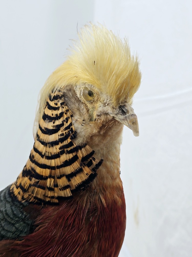 Red Golden Pheasant Taxidermy