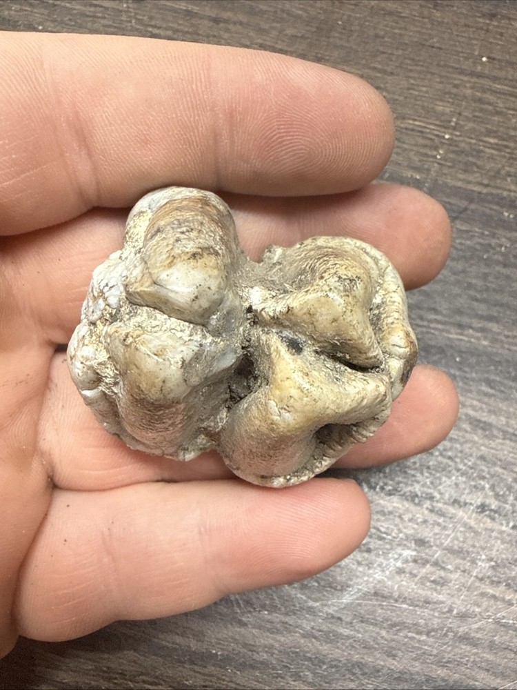 Unknown Fossil Specimen Tooth