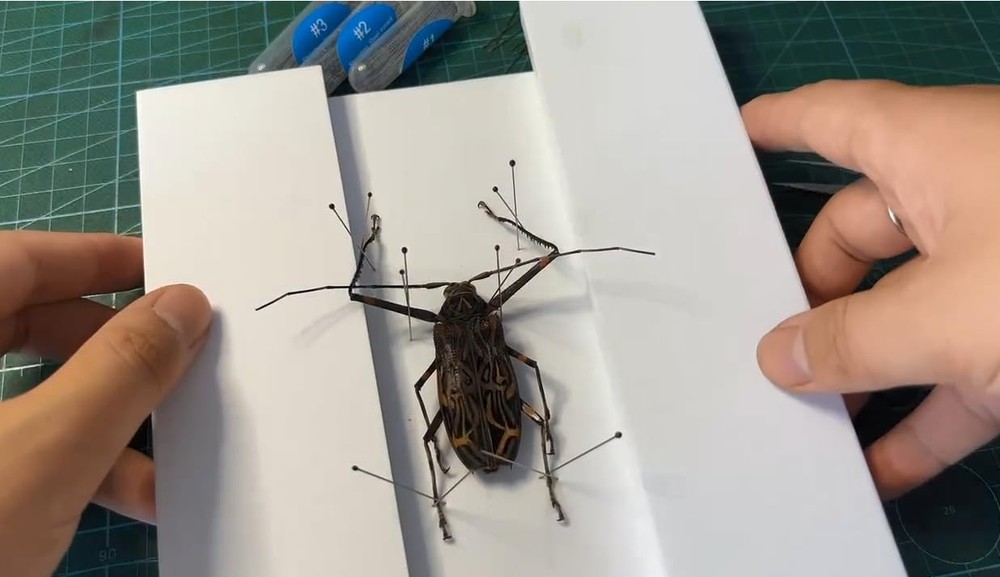 Making Insect Specimen Tools Kit, Pins,Insect Pinning Board, Kit