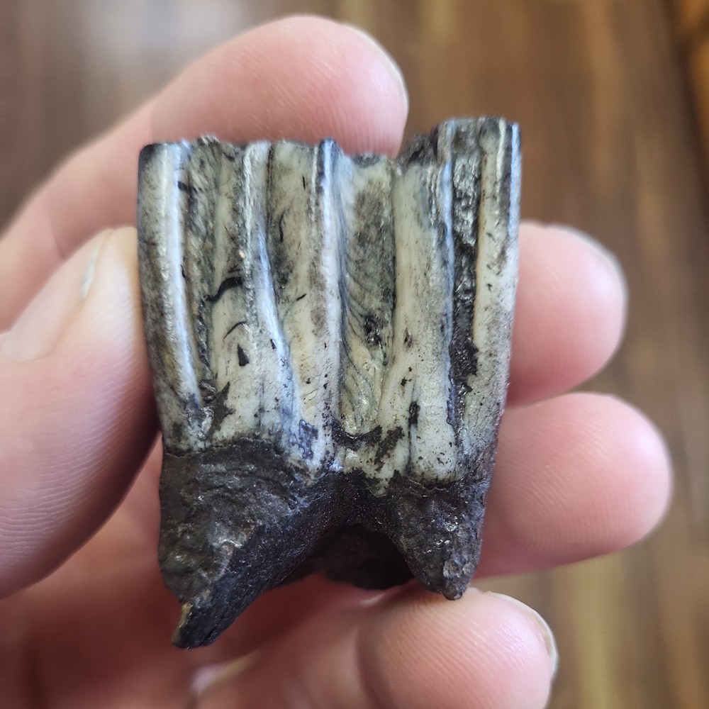 Historic bison tooth with blue vivianite  permineralization