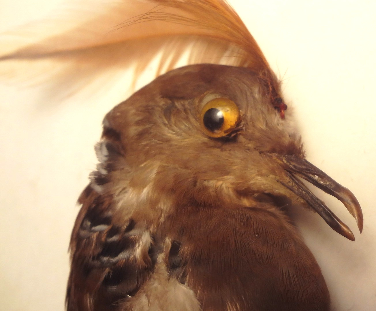 ✅c1860 - VRARE - REAL TAXIDERMY BIRD for HAT or MILLINARY - To Restore FANTASTIC