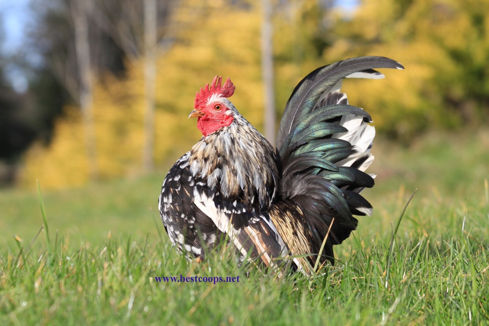 12+ Fertile Show Quality Serama Chicken Hatching Eggs