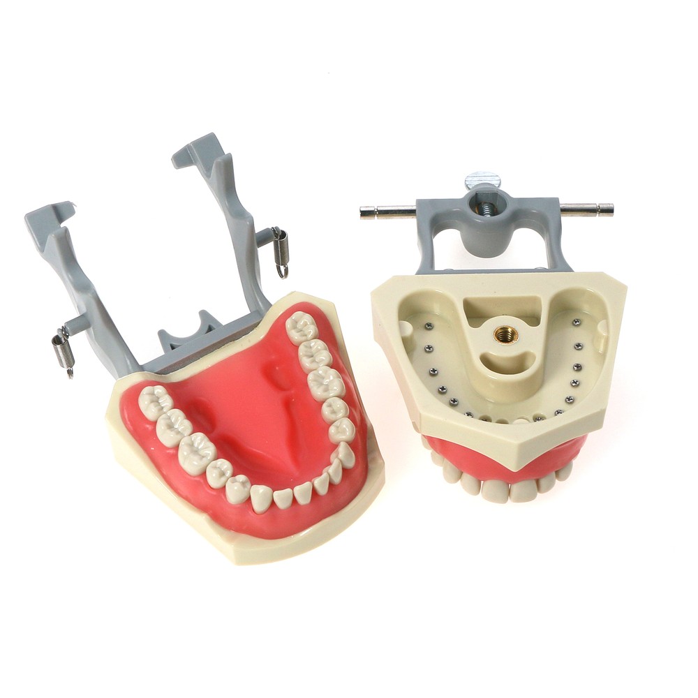 32pcs Columbia Dentoform Dental Typodont Model Removable Teeth Soft Gingiva Pole