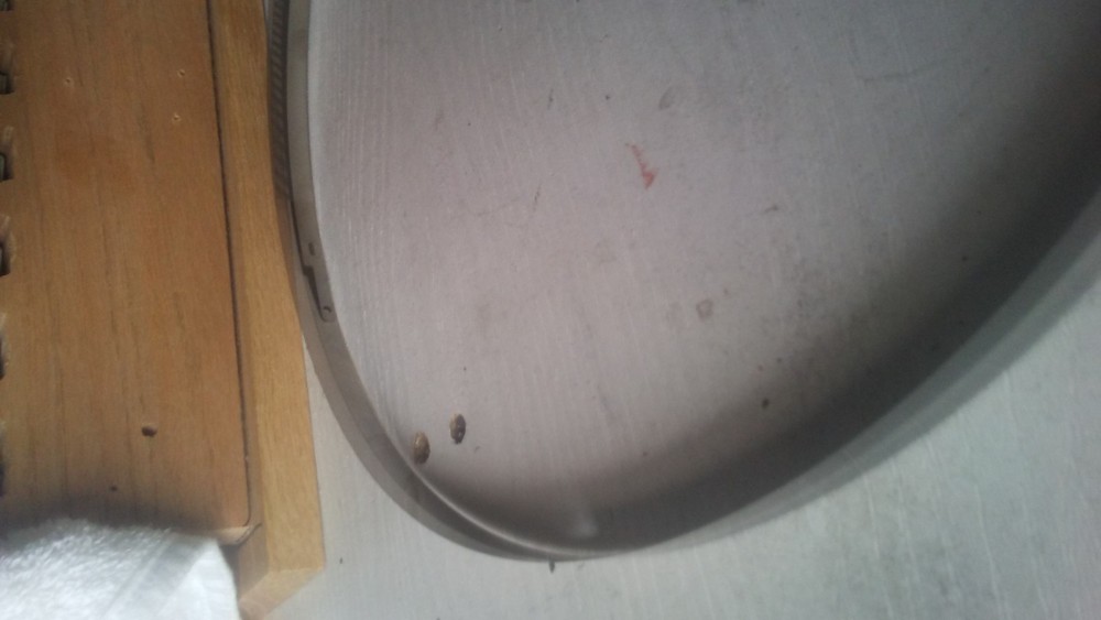 OCE COLORWAVE 600/650 RULLER (Encoder)