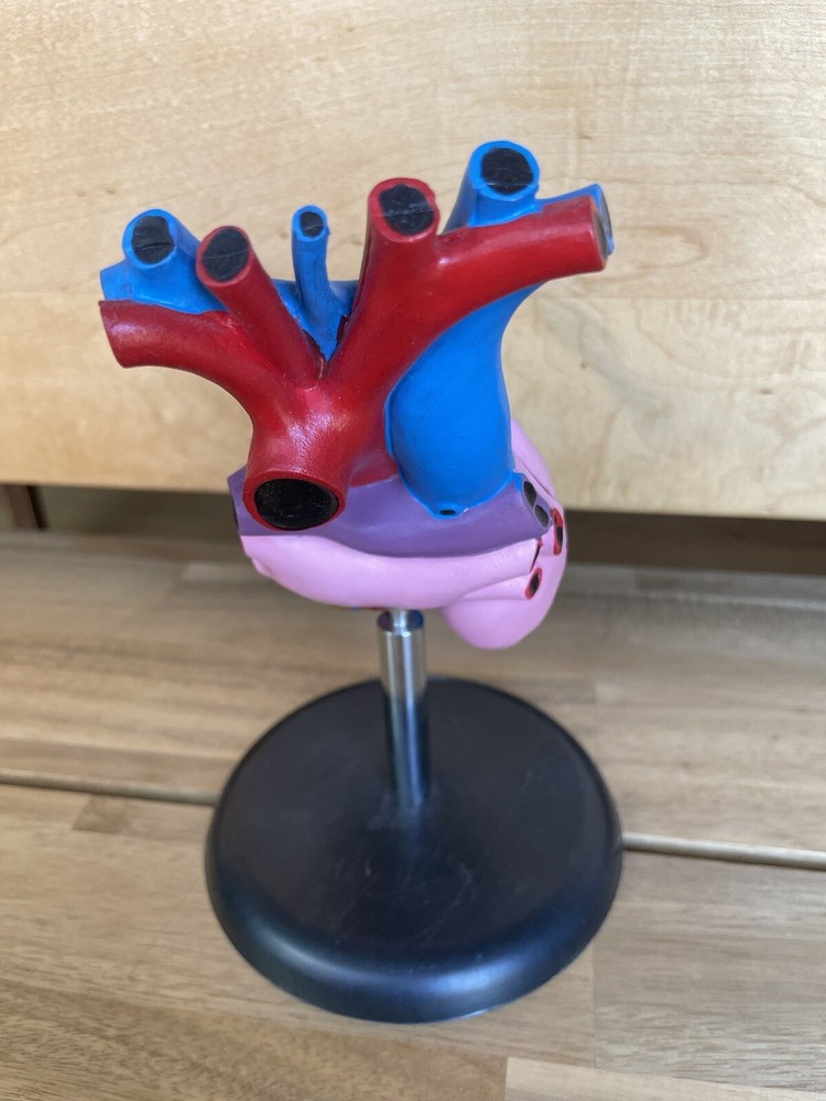 Anatomical Chart Co. Life Size Heart Model 2 Part 1996