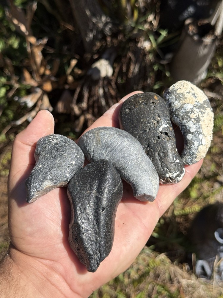 FOSSIL WHALE EAR BONES FROM FLORIDA!!!