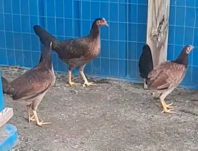 24 Chicken Hatching Eggs