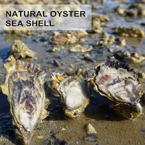 30PCS Oyster Shells Flat & Concave 4"-5" Large 30PCS 4" - 5" Flat & Concave