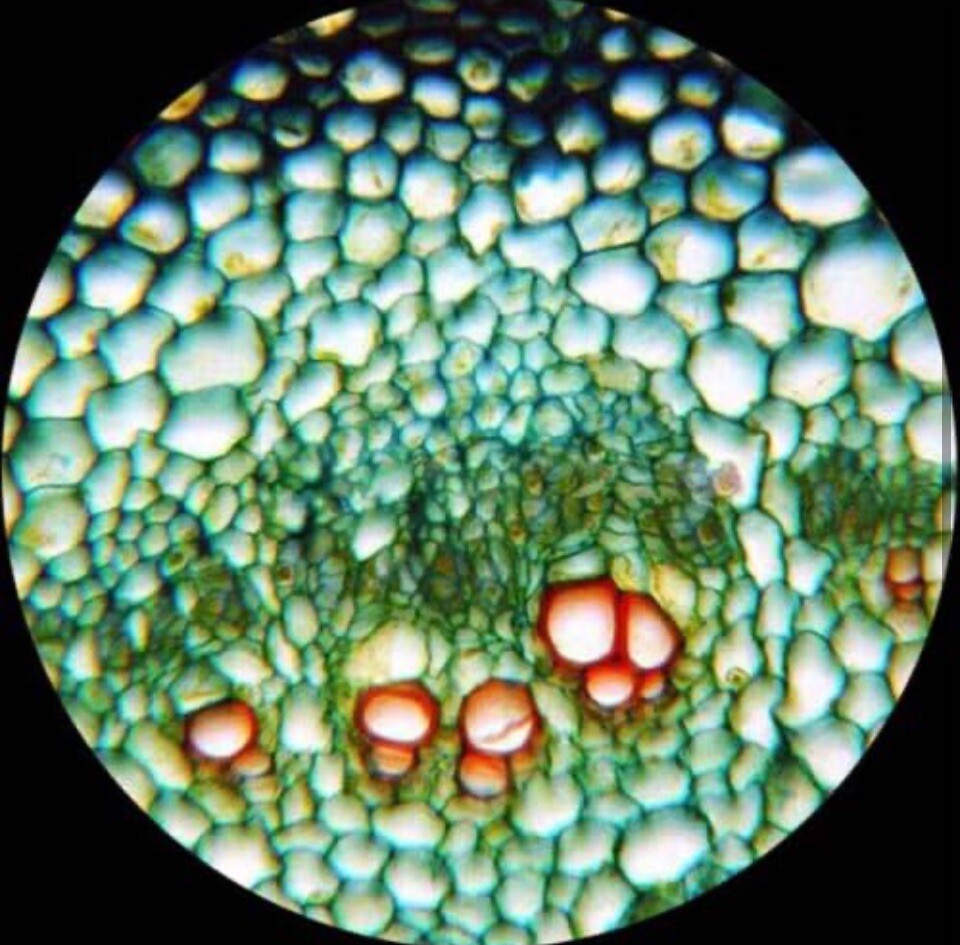 AmScope 25 Prepared Microscope Slides Glass with Wooden Box