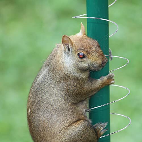 Pieces Squirrel Baffle Metal Spring Device Squirrel Barrier Spring Type Coil 3