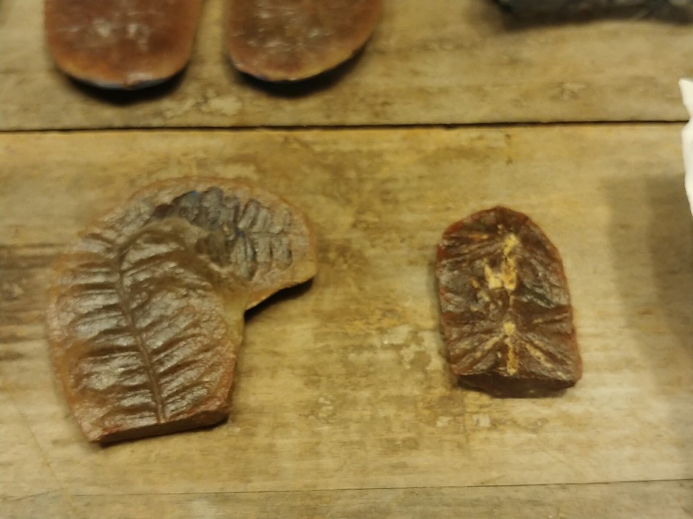 Fossil Lot 34 Total Pieces