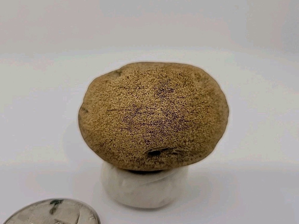Real Permineralized Reptile Egg Fossil