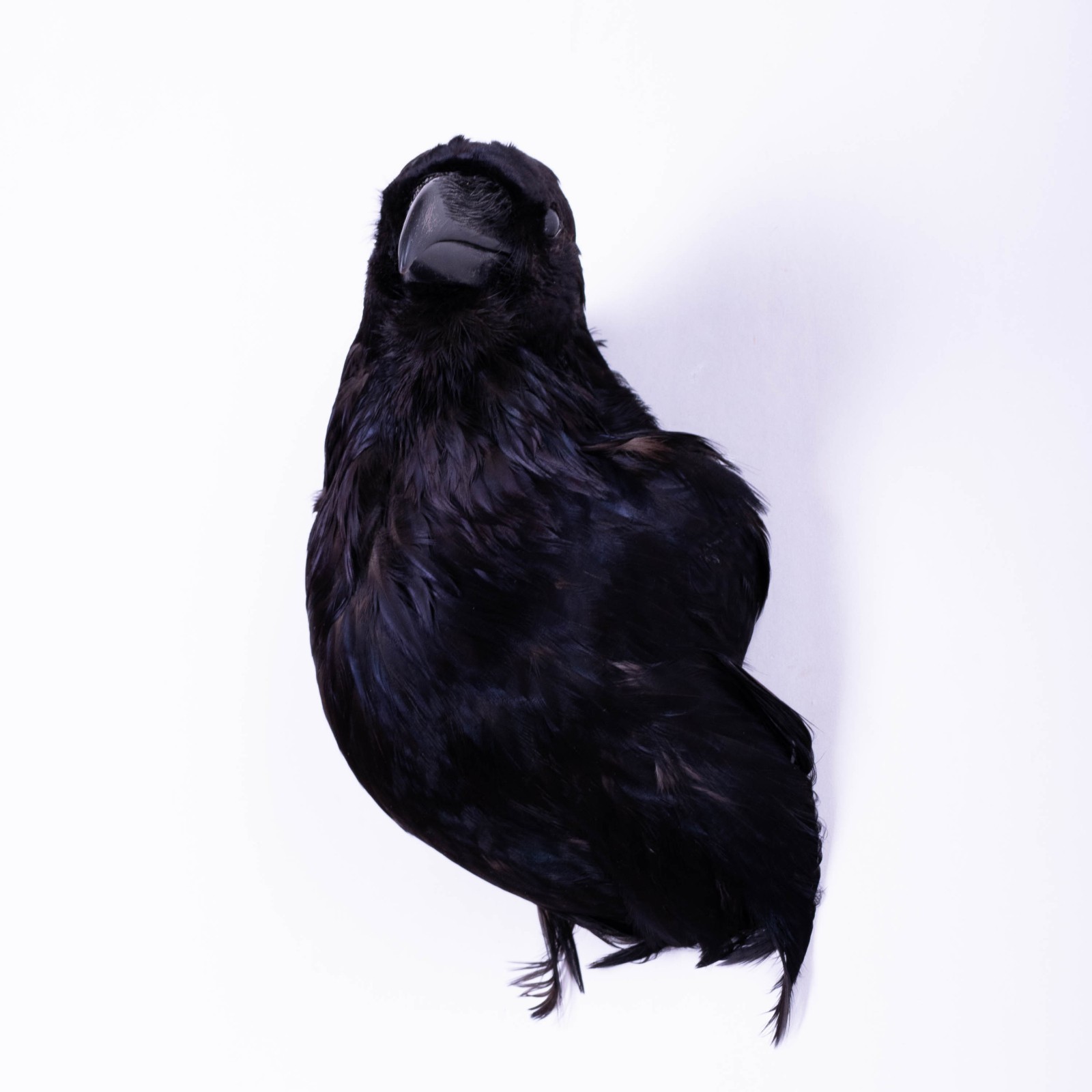 Taxidermy Carrion Crow Head Bird Wall mount Real Stuffed Animal Hunt Lodge Decor