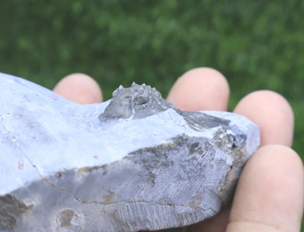 Rare Trilobite Scabriscutellum Trilobite Fossil Devonian Trilobite From Morocco