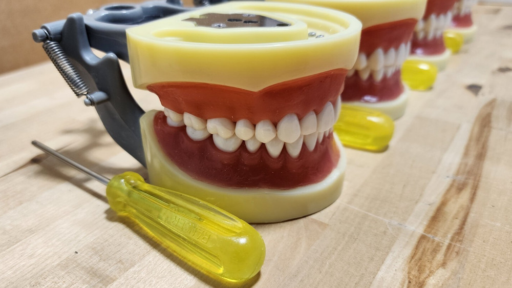 Dental Form w/ Removable Teeth Typodont Dentoforms (Qty 4)