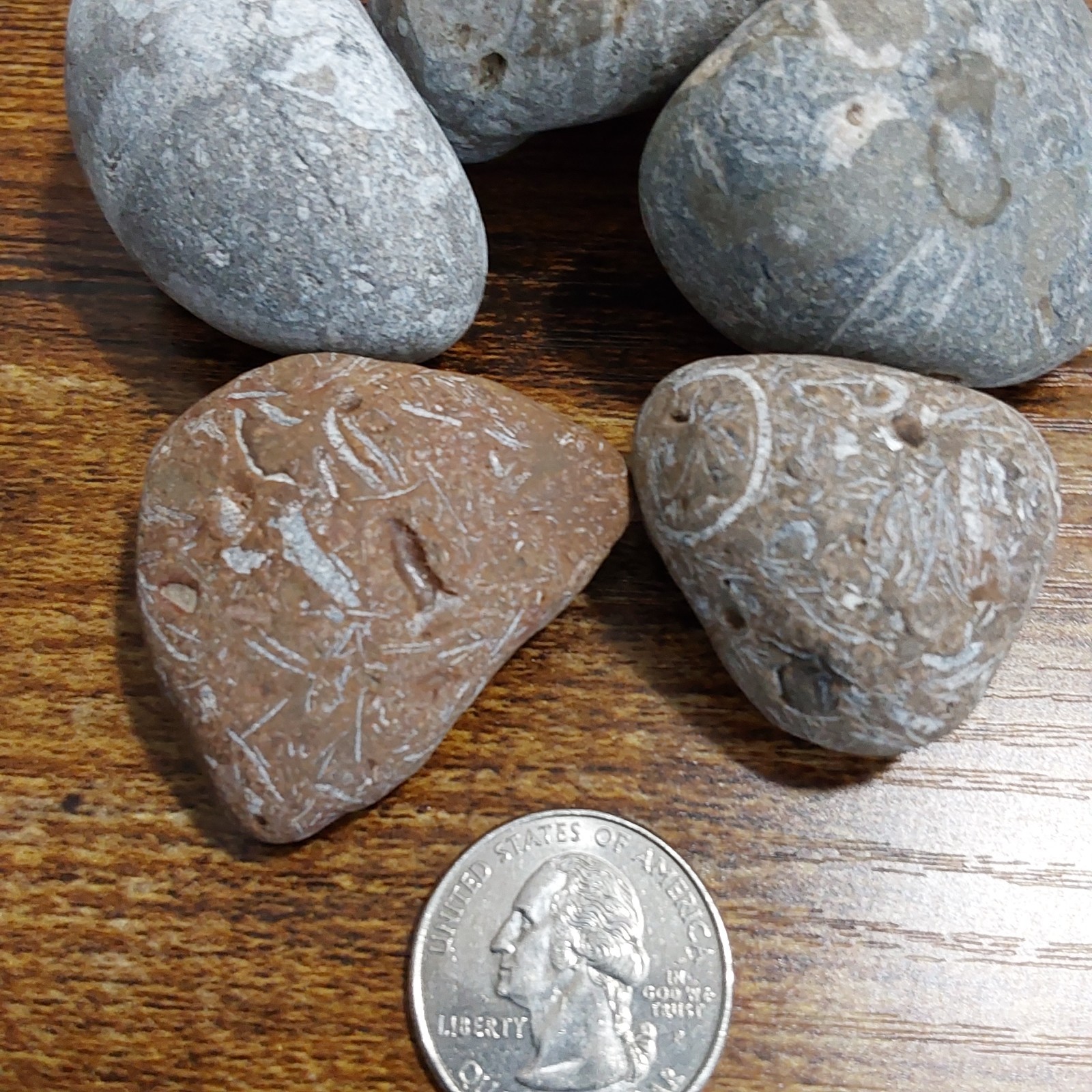 FOSSILS LOT. 5 UNIQUE FOSSILS- Druzy crystals. LOTS OF PICS