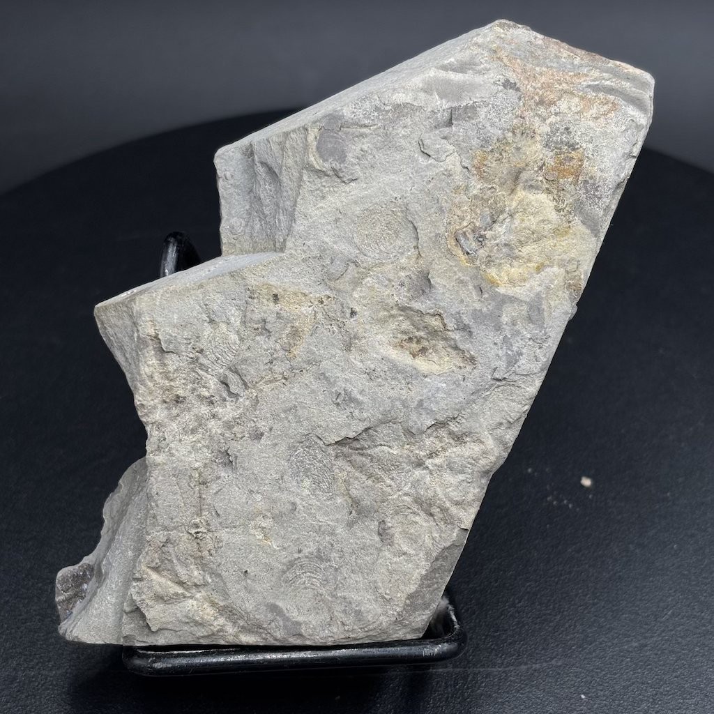 Rare Jurassic fossil squid Rhomboteuthis - La Voulte-sur-Rhône France - 10 cm