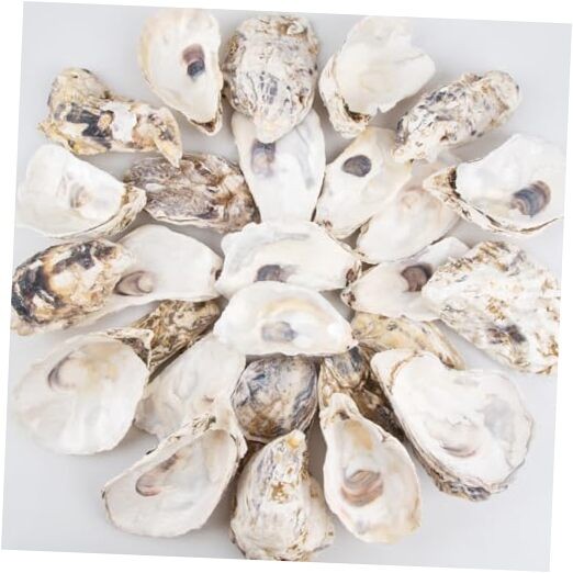 30PCS Oyster Shells Flat & Concave 4"-5" Large 30PCS 4" - 5" Flat & Concave