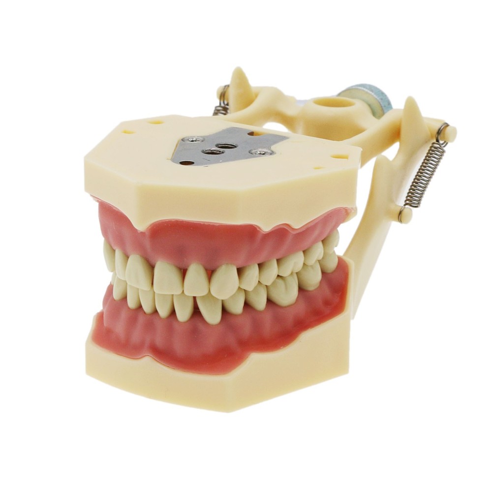 Frasaco AG3 Type Dental Restorative Prep Typodont Model 32Pcs Removable Teeth
