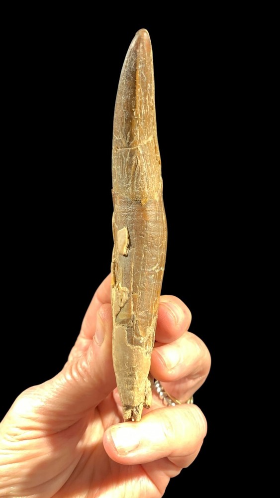 Basilosaurus Tooth