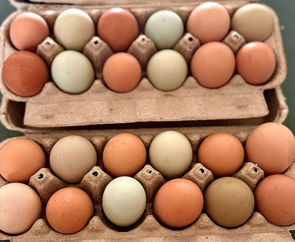 Mixed Color Chicken Hatching Eggs