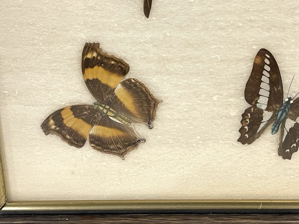 Vintage Butterfly Specimens Framed