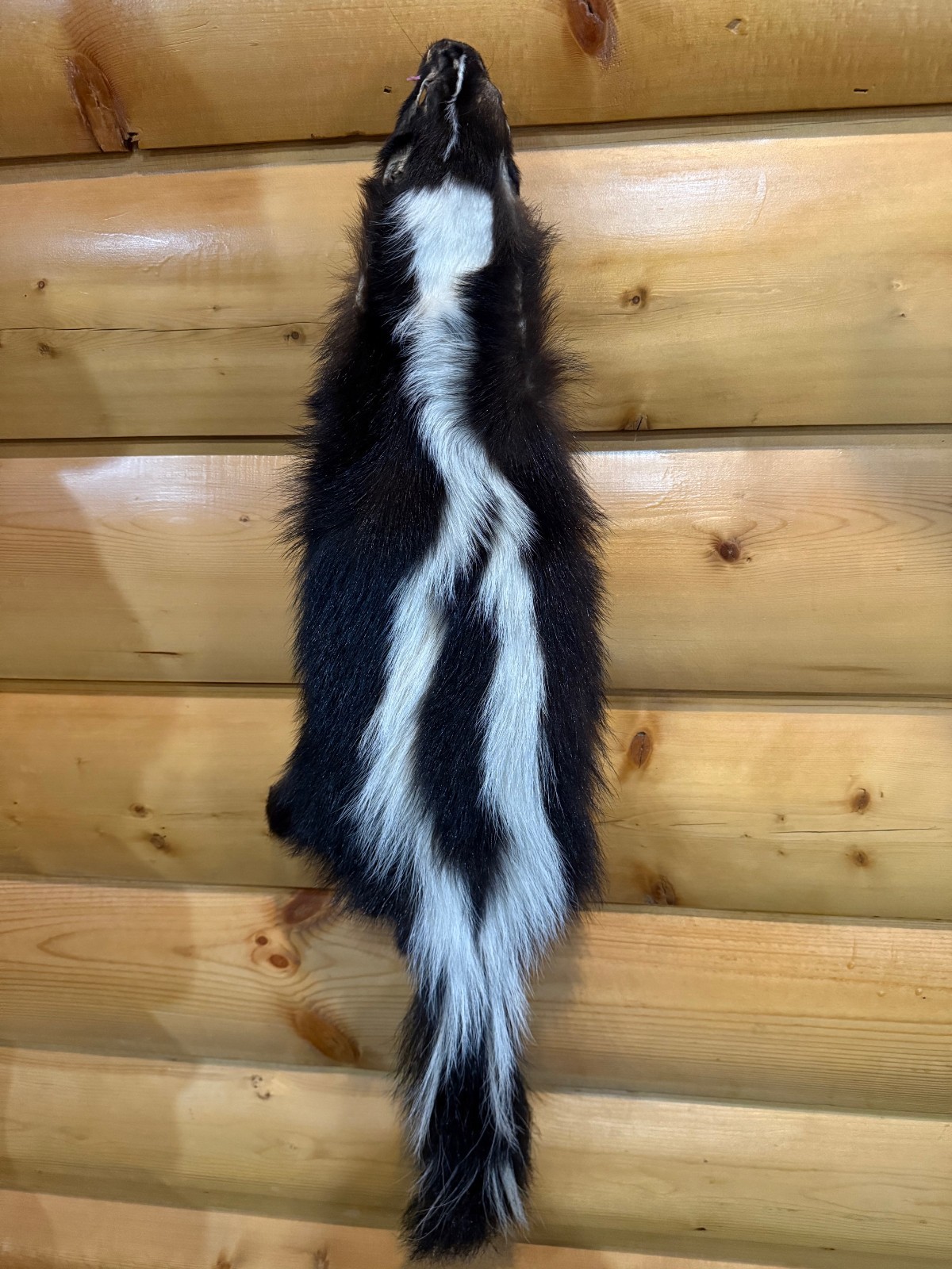 Skunk Fur, Soft Tanned Pelt, #1 Quality, Sm-L Sizes, Crafts, Leather, Sewing