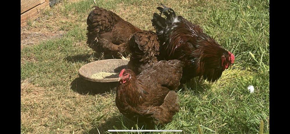 Assorted Large Fowl Hatching Eggs—Exhibition Line
