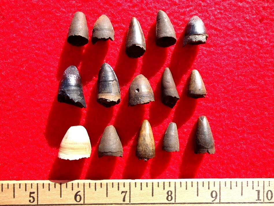 *BULK PRICE* ALLIGATOR TEETH FLORIDA FOSSIL TOOTH JAW BONE BONES CROCODILE SKULL