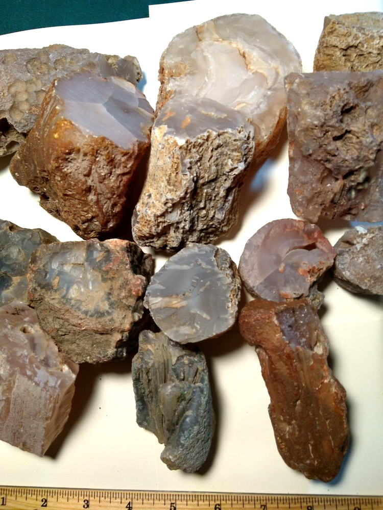 Petrified Wood Limb Casts- Over 10-1/2 lbs.