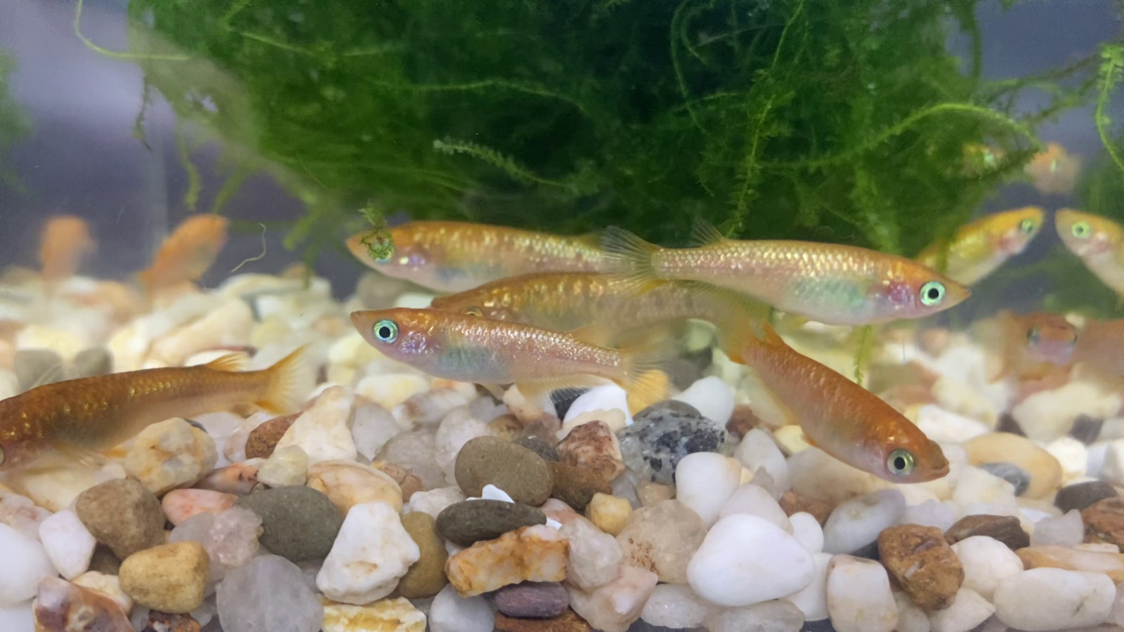 Lot Of 11 Medaka, Mix of Amber Glitter & Orange Glitter