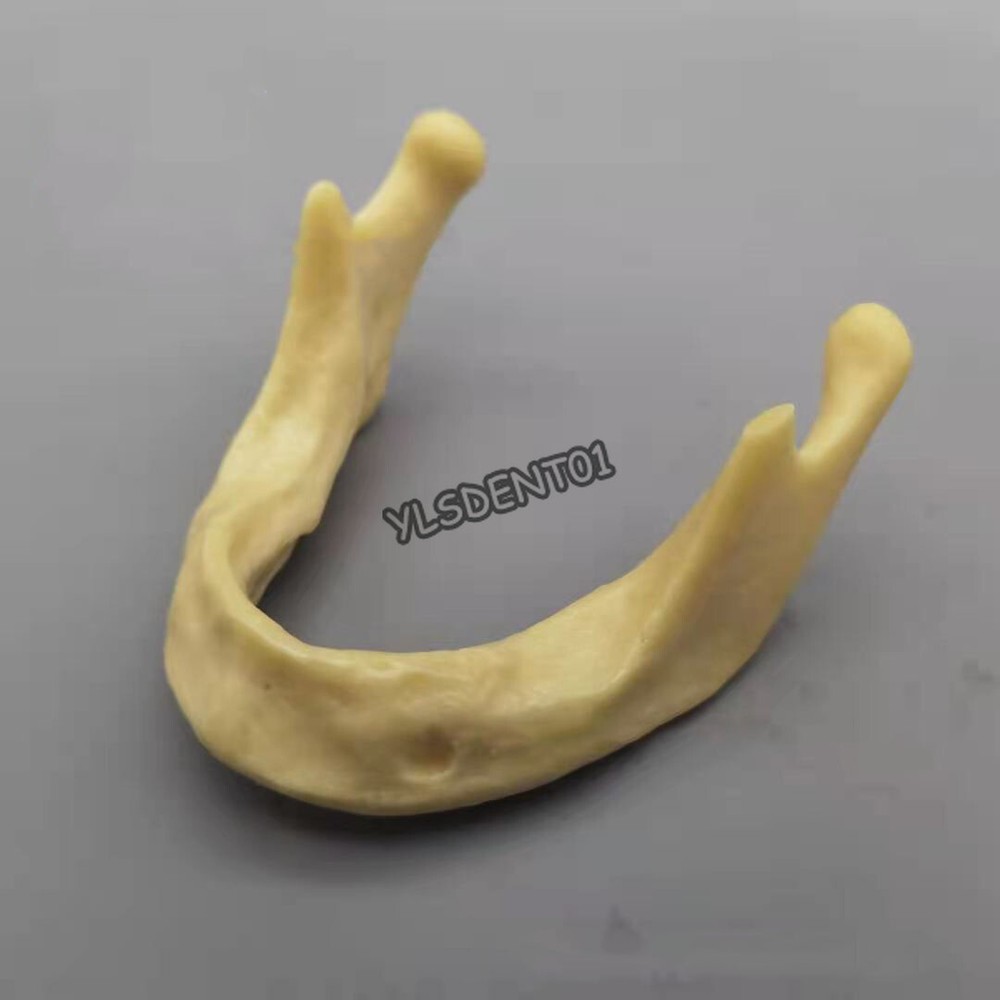 Mandible Dental Lower Jaw Teeth Anatomically Bone Surgical Training Model