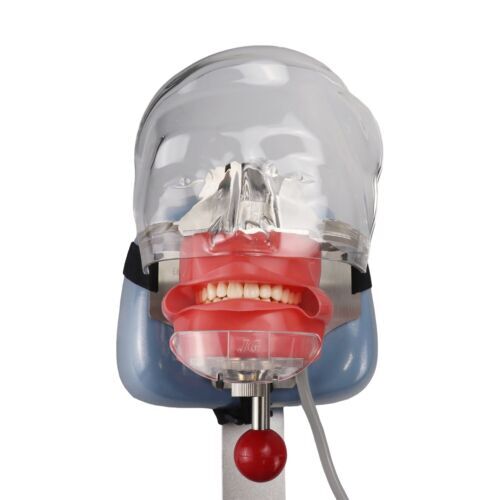 US Dental Simulator Mannequin Head Teeth Model Bench-Mounted for Dental Training