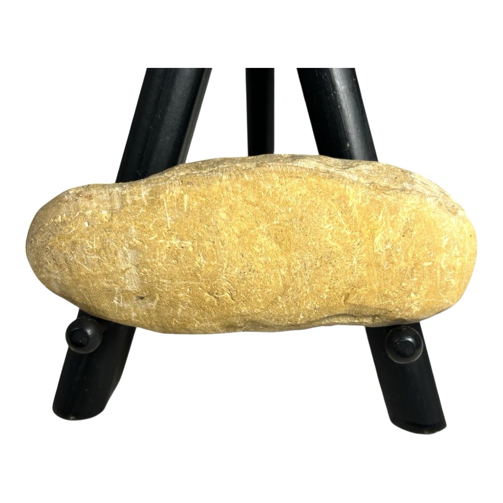 Prehistoric Lower Cretaceous Period Rhacolepis Fossil