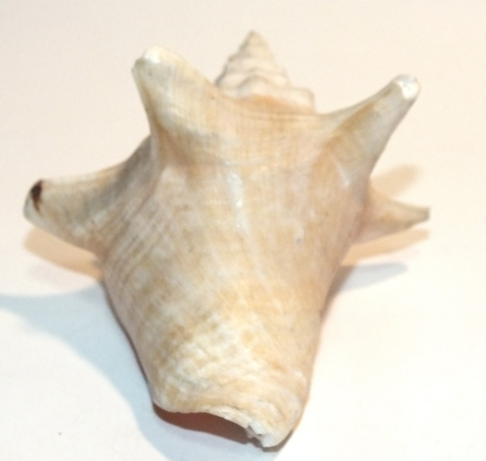 Vintage Conch Shell Seashell Shells Small Beautiful Pink Interior Natural S53