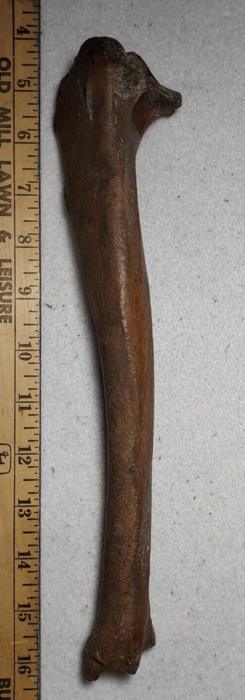 Deer Tibia Bone Fossil from Ice Age